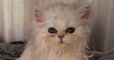 Warning after household product left kitten 'clinging to life' - manchestereveningnews.co.uk