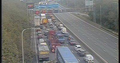 All traffic stopped on stretch of M62 due to 'cows on road' - manchestereveningnews.co.uk