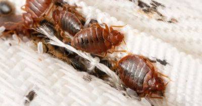 UK city named bedbug capital as pest controllers say it's gone 'too far' - manchestereveningnews.co.uk - Britain - France - county Essex