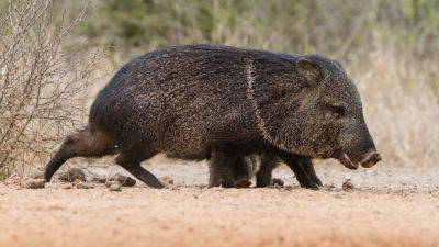 Arizona golf course operators use chili oil to repel javelinas tearing up turf