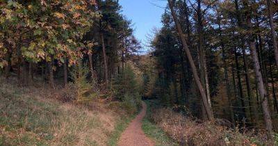 The forest near Greater Manchester that's 'perfect for an autumn walk' this weekend