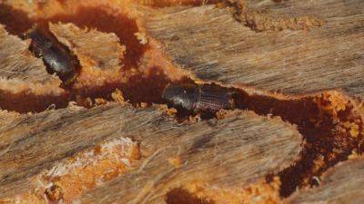One year after France's Gironde wildfires, bark beetles attack forests