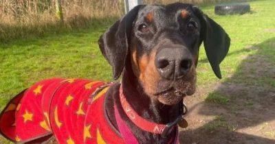 Layla has spent nearly 600 days in a rescue centre - she longs for a forever home - manchestereveningnews.co.uk