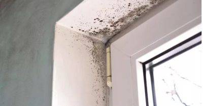 Amazon's 'small but mighty' five-star rated £35 dehumidifier 'prevents black mould and damp' in winter - manchestereveningnews.co.uk