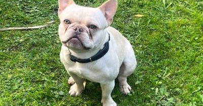 Fleeing driver abandons car - and an adorable French bulldog - after police chase - manchestereveningnews.co.uk - France