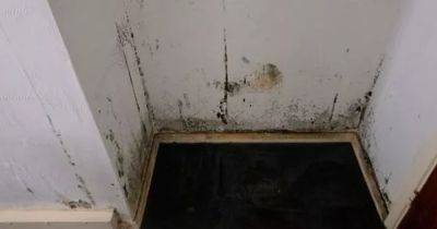 Amazon's 'costs barely anything' to run gadget 'packs a punch' for anyone with damp or black mould - manchestereveningnews.co.uk