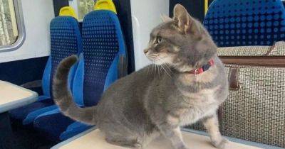 'He could easily have ended up at Piccadilly': The cat who left home and got on the train to Manchester by himself