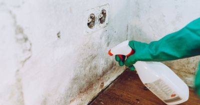 The four best Black Friday deals on products that target damp and mould - manchestereveningnews.co.uk
