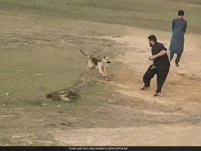 Watch: Dog Chases Bowler, Stops Cricket Match Midway. This Happens Next