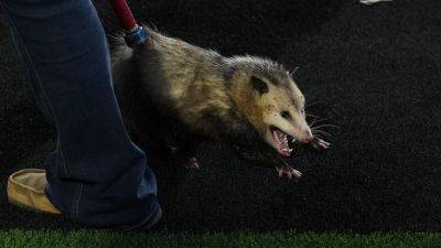 Possum disrupts TCU-Texas Tech game, goes viral after being dragged off the field - foxnews.com - Usa - state Texas