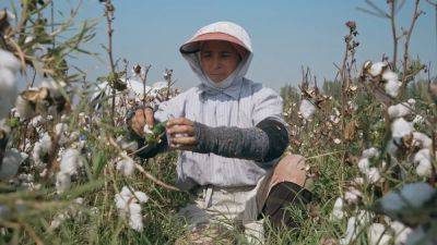 Uzbekistan's cotton industry rebounds after boycott - euronews.com - Uzbekistan