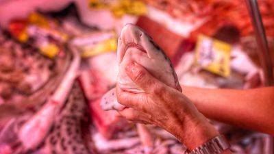 Shark SOS: The initiatives seeking to revive Europe's predator populations - euronews.com - Italy - Eu - county Bay