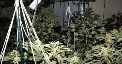 Inside the huge cannabis farm police busted in dawn raid