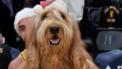 How 'Brodie The Goldendoodle' landed courtside at Knicks-Lakers - ESPN