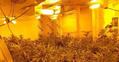 Greater Manchester - Inside GMP Christmas raids as Cannabis farm, firearm, cash and motorbikes uncovered - manchestereveningnews.co.uk