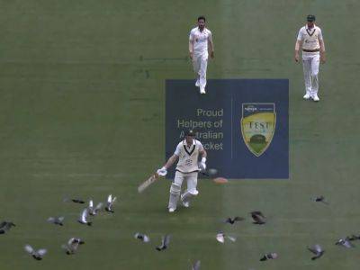 Watch: Australian Cricket Team Star Chases Away Pigeons At MCG. Internet Reacts With DDLJ Meme