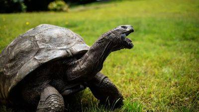 Jonathan the Tortoise: World’s oldest living land animal celebrates 191st birthday - euronews.com - Usa - county Island - Soviet Union