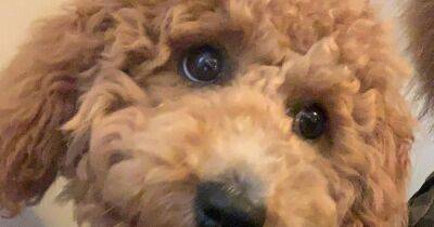 Lost dog takes 100-mile trip to Manchester Airport after jumping in taxi - manchestereveningnews.co.uk - Manchester - Georgia