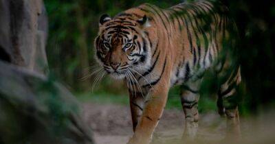 Families can go on a free trail at Chester Zoo for February half term as cameras capture birth of rare tiger twins - manchestereveningnews.co.uk