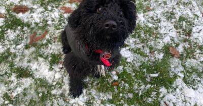 Mum's warning after puppy dies of mysterious illness days after walk in park - manchestereveningnews.co.uk - Manchester