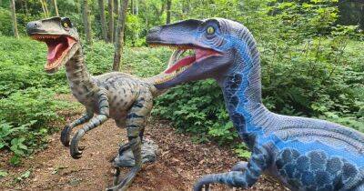 The woodland trail with dinosaurs near Greater Manchester for a February half term day out - manchestereveningnews.co.uk - Manchester - county Hall - county Cheshire