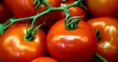 Why is there a tomato shortage as supermarket shelves in Aldi and Morrisons left bare