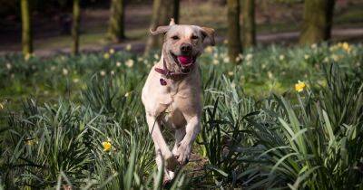 Best dog walks in Greater Manchester for National Dog Walking Day - manchestereveningnews.co.uk - Manchester - county Park