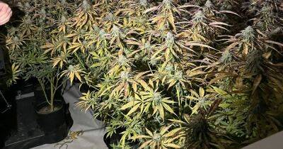Massive cannabis farm found following raids in Bury - manchestereveningnews.co.uk - Manchester - Ukraine