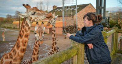 Chester Zoo and Knowsley Safari offer free tickets during teacher strike