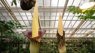 ‘Giant shapeless penis’ plant that smells like rotting flesh blooms in the Netherlands