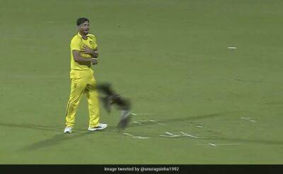Watch: Strange Scenes At MA Chidambaram Stadium As Kites, Dog Stop India-Australia ODI In Chennai