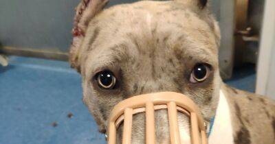 Shocking images show the illegal 'agony' pet dog Babyface was put through by cruel woman