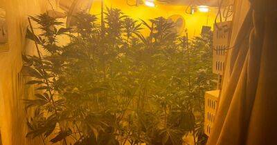 Mike Williams - Police uncover cannabis farm worth £450,000 during raid in Longsight - manchestereveningnews.co.uk