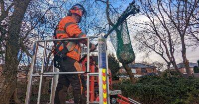 Team rescue effort after kitten gets stuck 60ft up huge tree