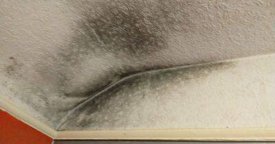 More than half of private renters in the region hit by damp or mould amid calls to expand Awaab's Law - manchestereveningnews.co.uk - county Day