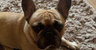 Frenchie needed surgery after 15-minute walks left him 'struggling to breathe' - now RSPCA are calling for Crufts to ban the breed - manchestereveningnews.co.uk - France