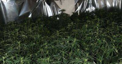Man arrested after police uncover 150 cannabis plants in raid