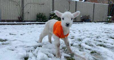 Live updates as more heavy snow forecast for Wales and disruption expected - walesonline.co.uk