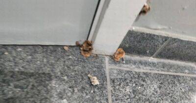 Tenant 'absolutely disgusted' to find MUSHROOMS growing in mould-hit apartment block - manchestereveningnews.co.uk - Manchester