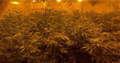 Man arrested after police discover 'large and well equipped' cannabis farm worth £60k