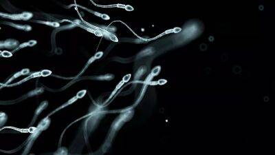 Sperm counts are declining. Scientists believe they have pinpointed the main causes why - euronews.com - Hungary