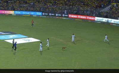 Who Let The Dog Out? Chennai Super Kings vs Lucknow Super Giants Match Delayed Due To Bizarre Reason. Sunil Gavaskar Unimpressed