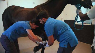 Meet the Veterinary Interns treating sick and injured horses in Qatar