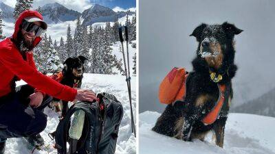 Colorado man who survived avalanche 'desperately' searching for pet dog who went missing in slide