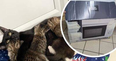Heartless owner dumps cat and six kittens in taped up Asda microwave box in middle of street