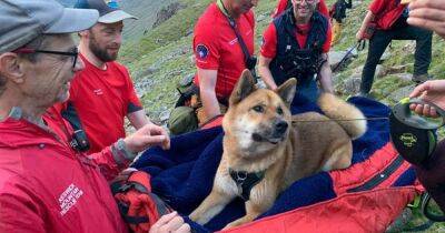 'Injured and exhausted' dog carried down Lake District mountain by rescue team - manchestereveningnews.co.uk - Manchester - county Lake - county Pike