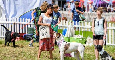 DogFest 2023 returns to Tatton Park for paw-some weekend full of ball pits, diving pools and shows