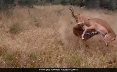 Kevin Pietersen - Star Sports - Watch: Kevin Pietersen Shares Video Of Leopard Pouncing On Deer. Twitter Says 'Scary' - sports.ndtv.com