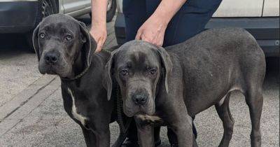 Two puppies found dumped and abandoned under railway bridge