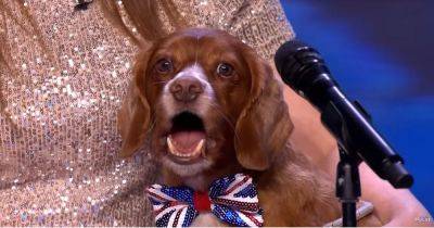 Simon Cowell - Amanda Holden - Alesha Dixon - ITV Britain's Got Talent viewers all say same thing as 'singing' dog gets four yesses - manchestereveningnews.co.uk - Britain - Manchester